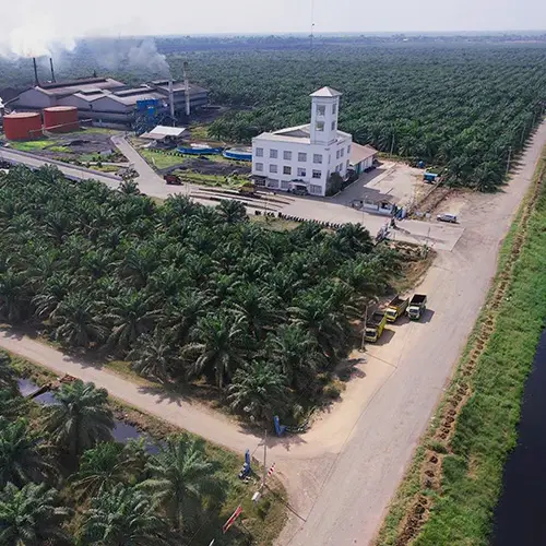Our Palm Oil Production in Sumatra