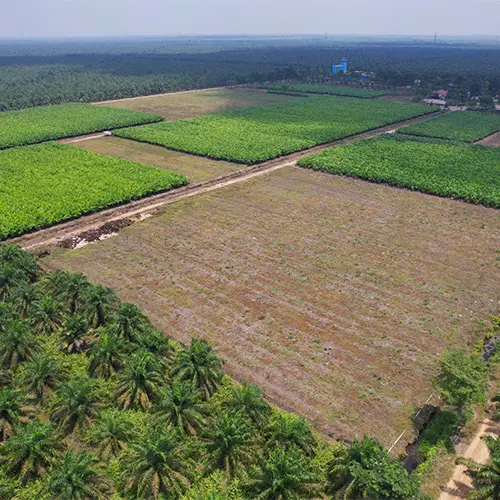 Golden Blossom Sumatra Plantation in Abab District, Muara Enim Regency, South Sumatra.